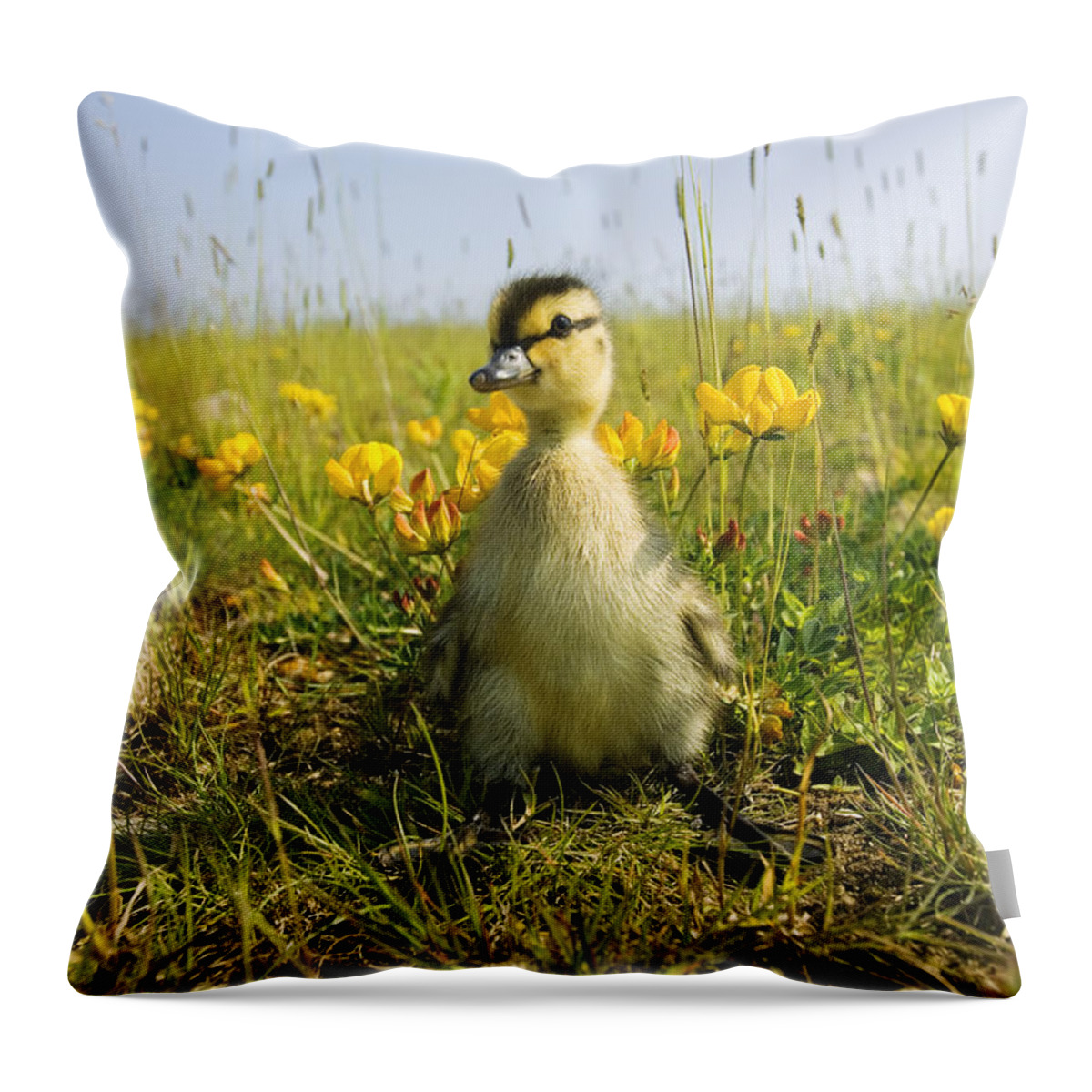 Vertebrate Throw Pillow featuring the photograph Mallard, Anas Platyrhynchos, Duckling by Mike Powles