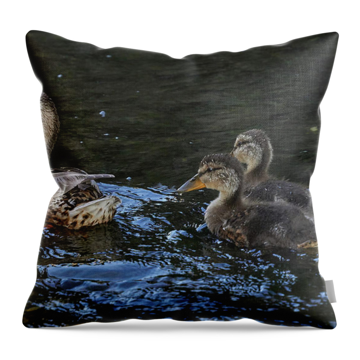 Water Bird Throw Pillow featuring the photograph Mallard and Three Ducklings Swimming by Pablo Avanzini