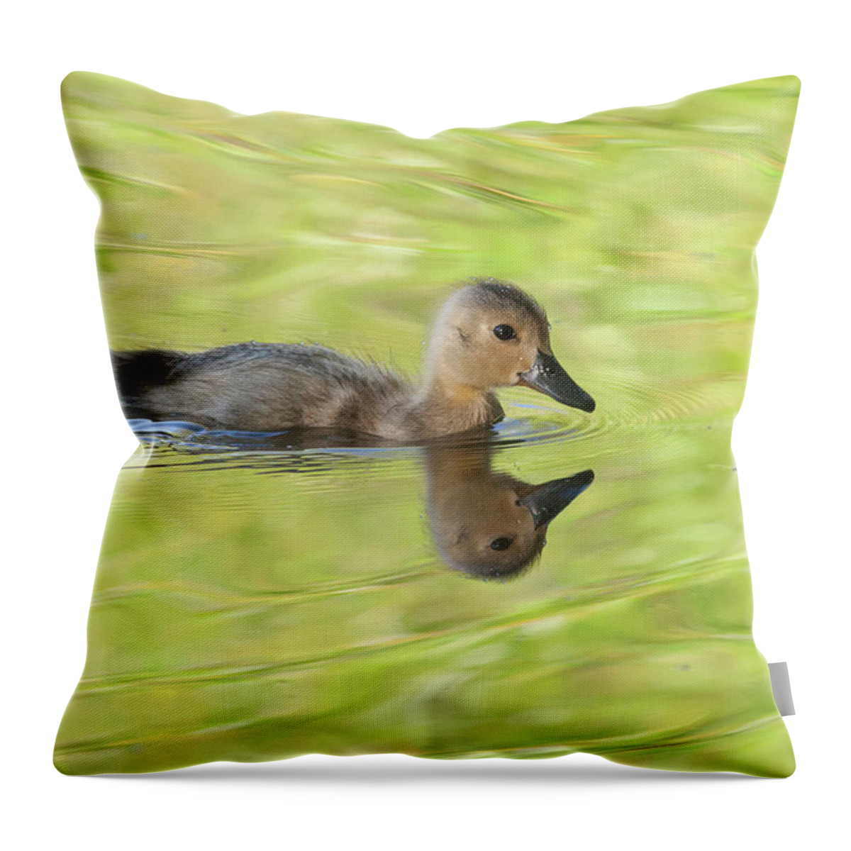 Suzi Eszterhas Throw Pillow featuring the photograph Mallard Duckling Swimming by Suzi Eszterhas