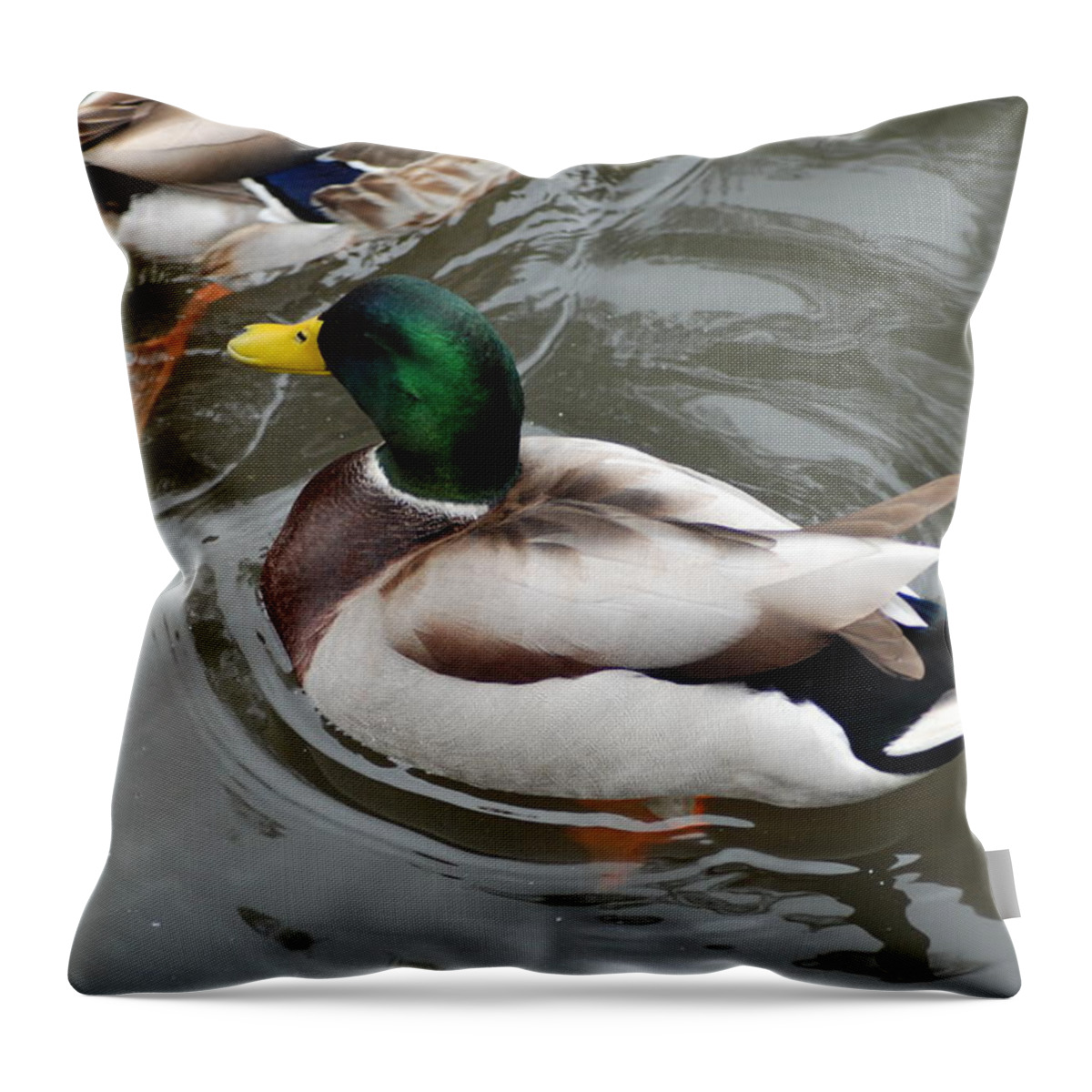 Mallard Ducks Throw Pillow featuring the photograph Mallard Ducks In A Splash by Ee Photography