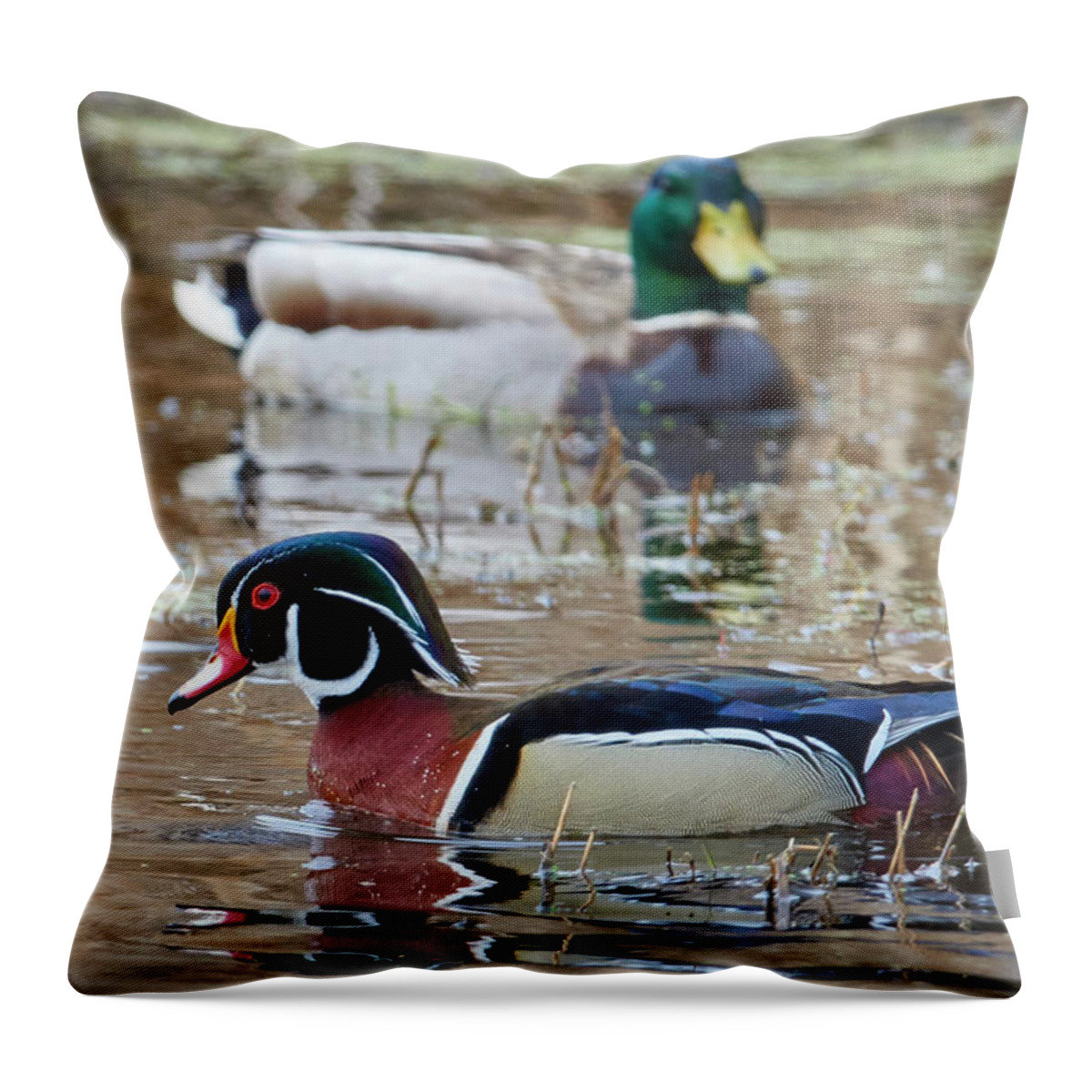 Duck Throw Pillow featuring the photograph Mallard Watching Wood duck by Paul Freidlund