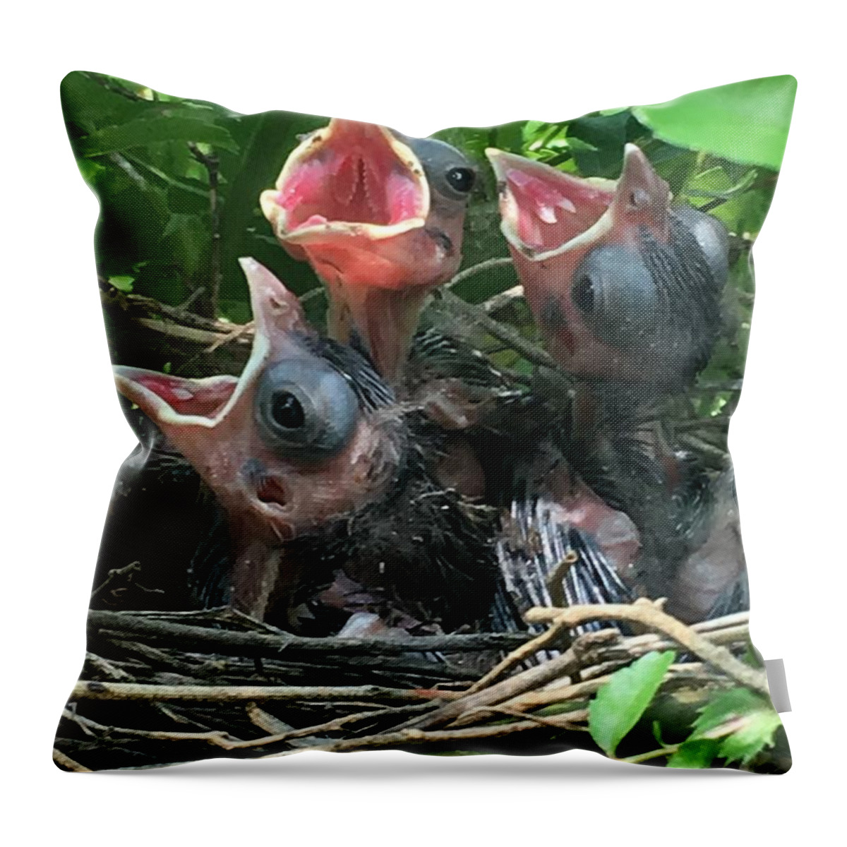 Baby Birds Throw Pillow featuring the photograph Mama feed me by Colette Lee