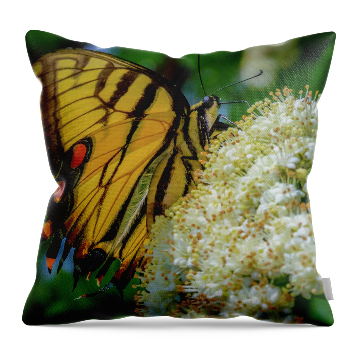 Butterfly Throw Pillow featuring the photograph Manassas Butterfly by Lora J Wilson