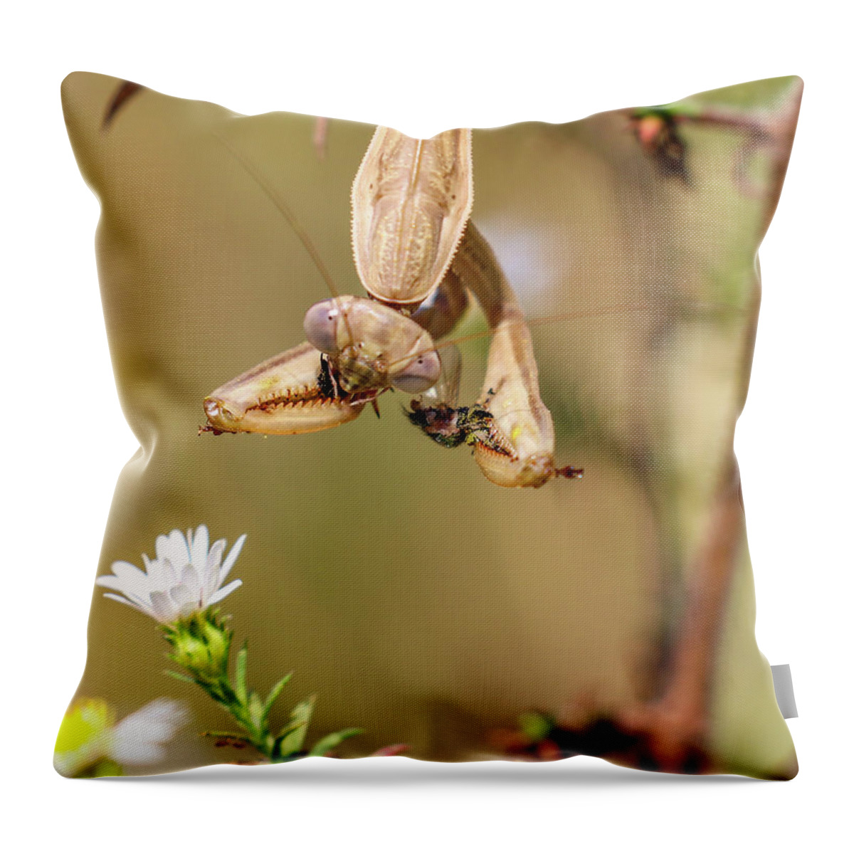 Mantis Throw Pillow featuring the photograph Mantis and Fly by Michelle Wittensoldner