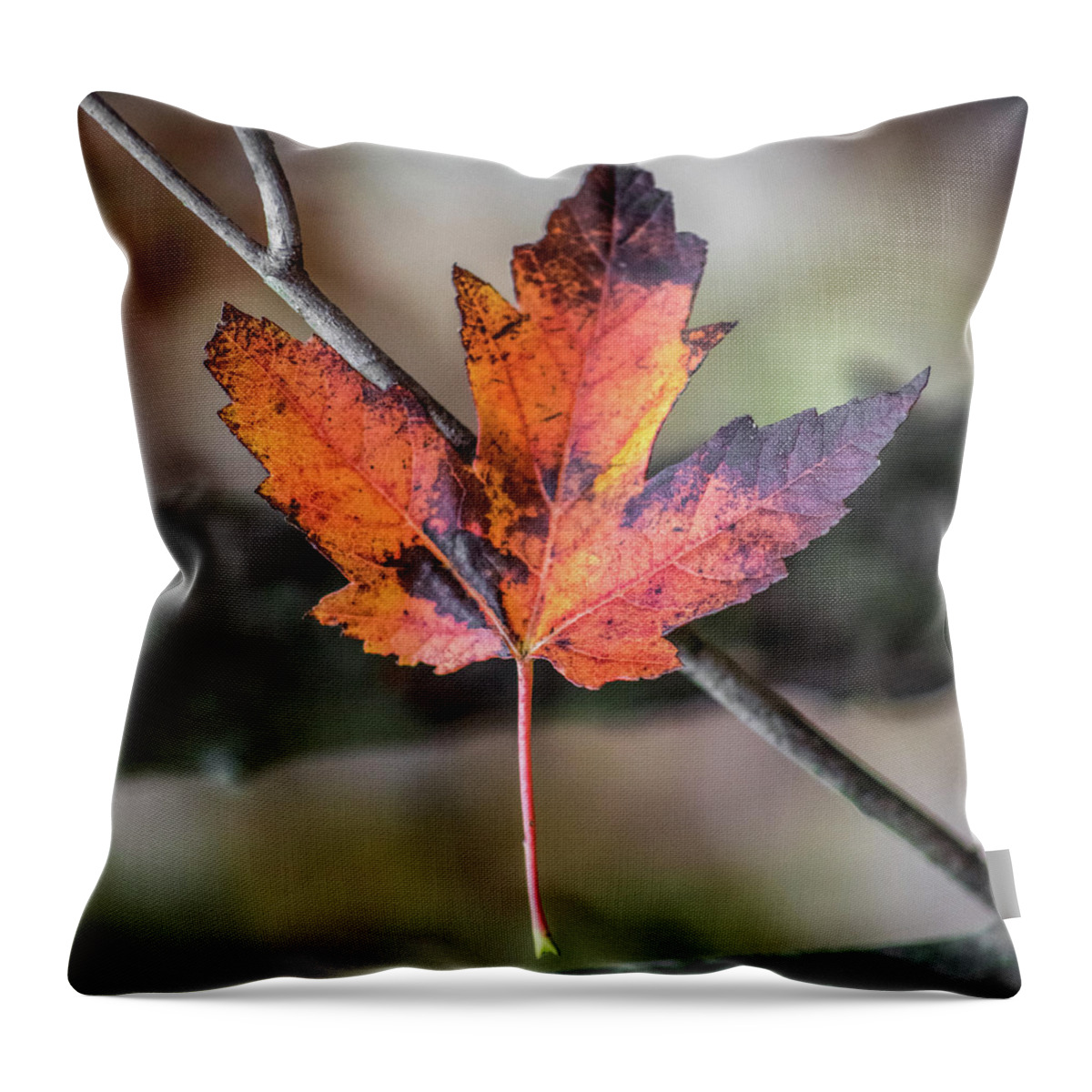 Archbold Throw Pillow featuring the photograph Maple 1 by Michael Arend