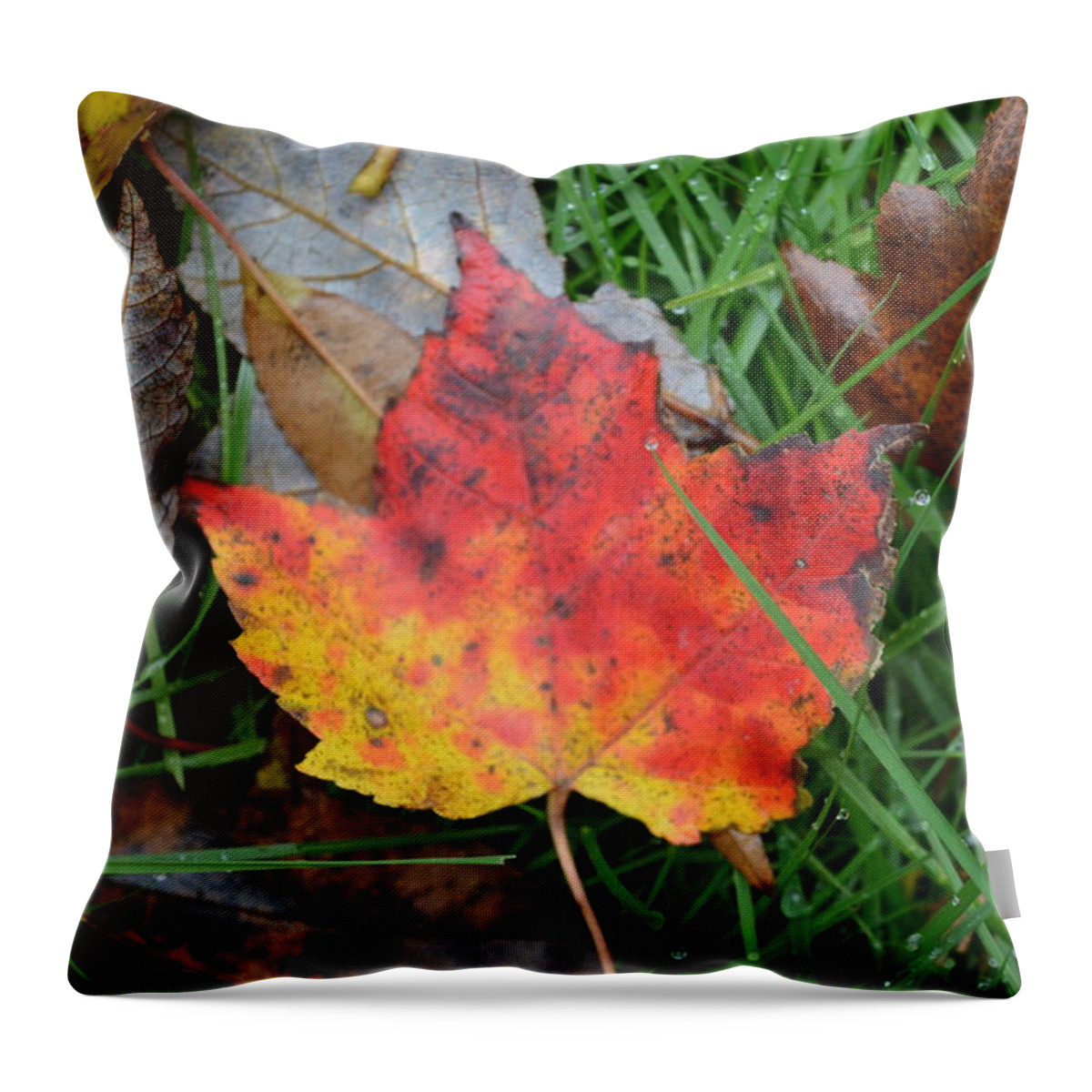 Autumn Throw Pillow featuring the photograph Maple by Dani McEvoy