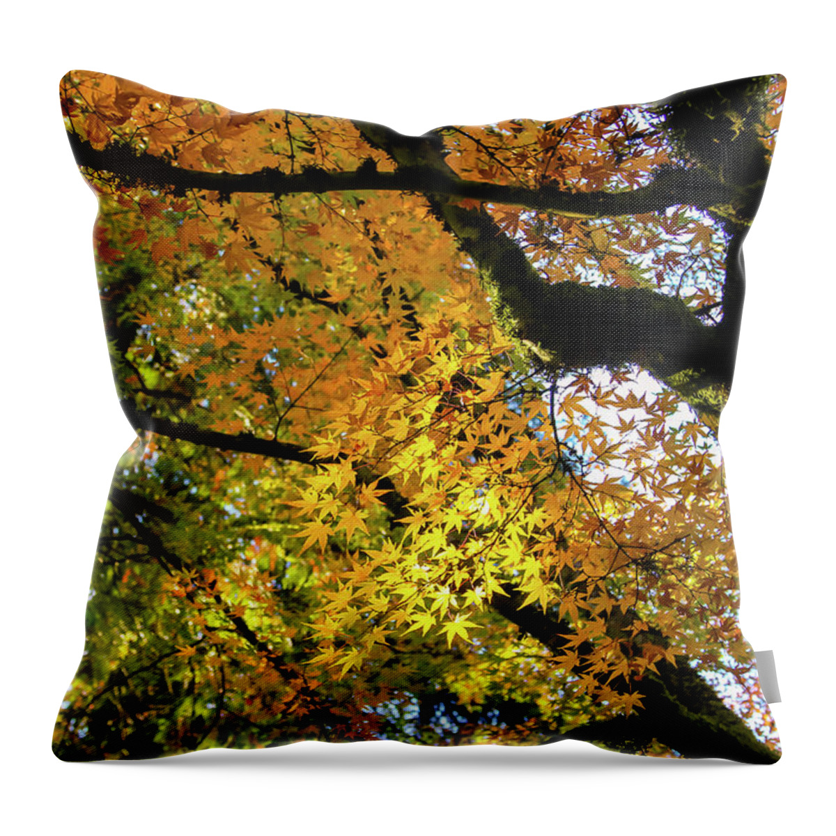 Autumn Throw Pillow featuring the photograph Maple Tree in Autumn by Aashish Vaidya
