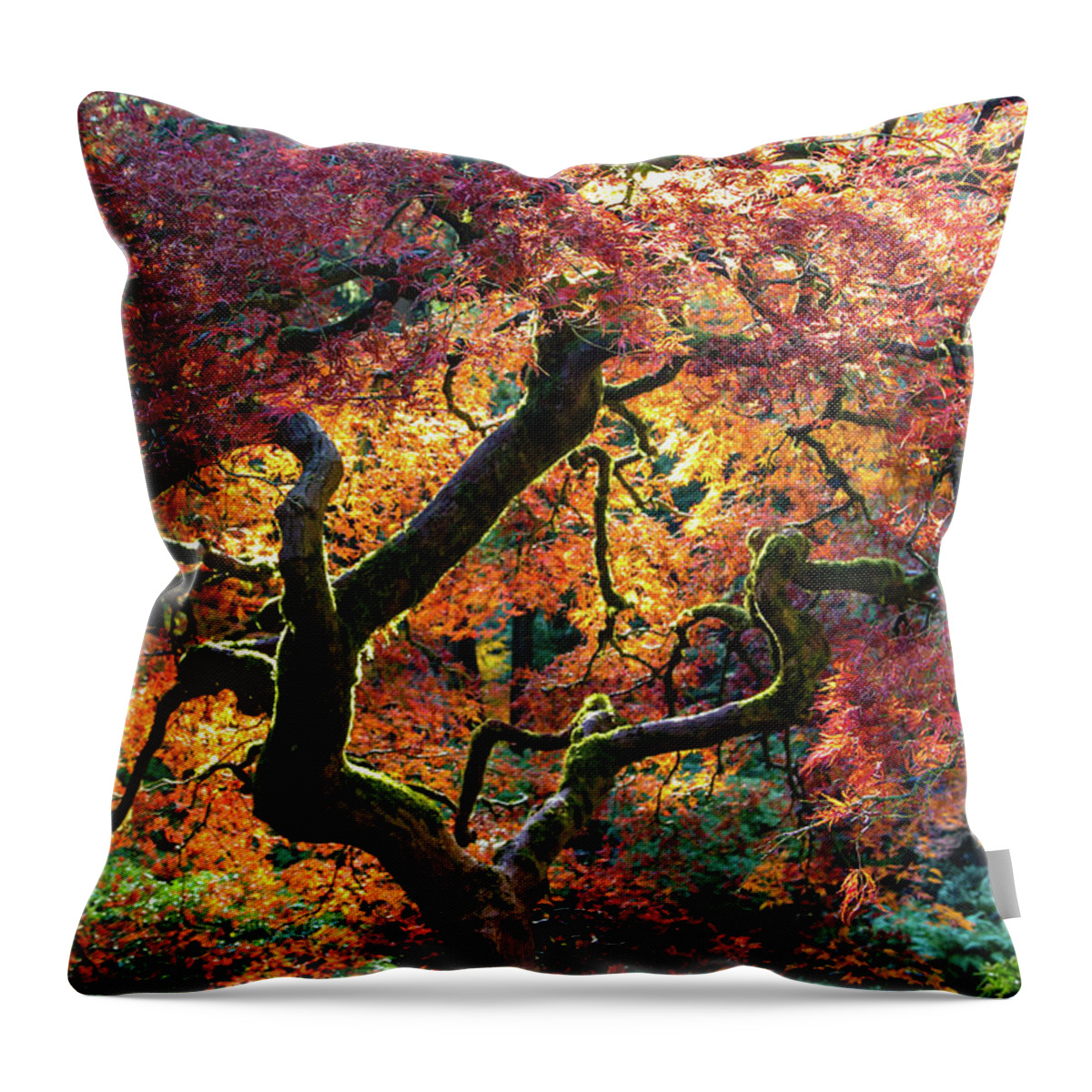 Autumn Throw Pillow featuring the photograph Maple Tree in Fall by Aashish Vaidya