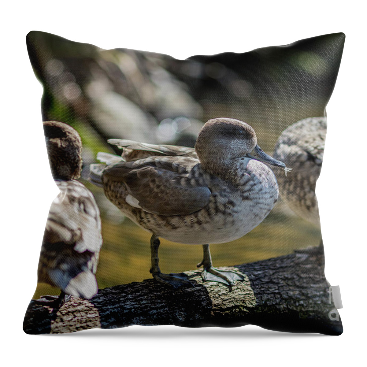 Marbled Ducks Throw Pillow featuring the photograph Marbled Ducks by Eva Lechner