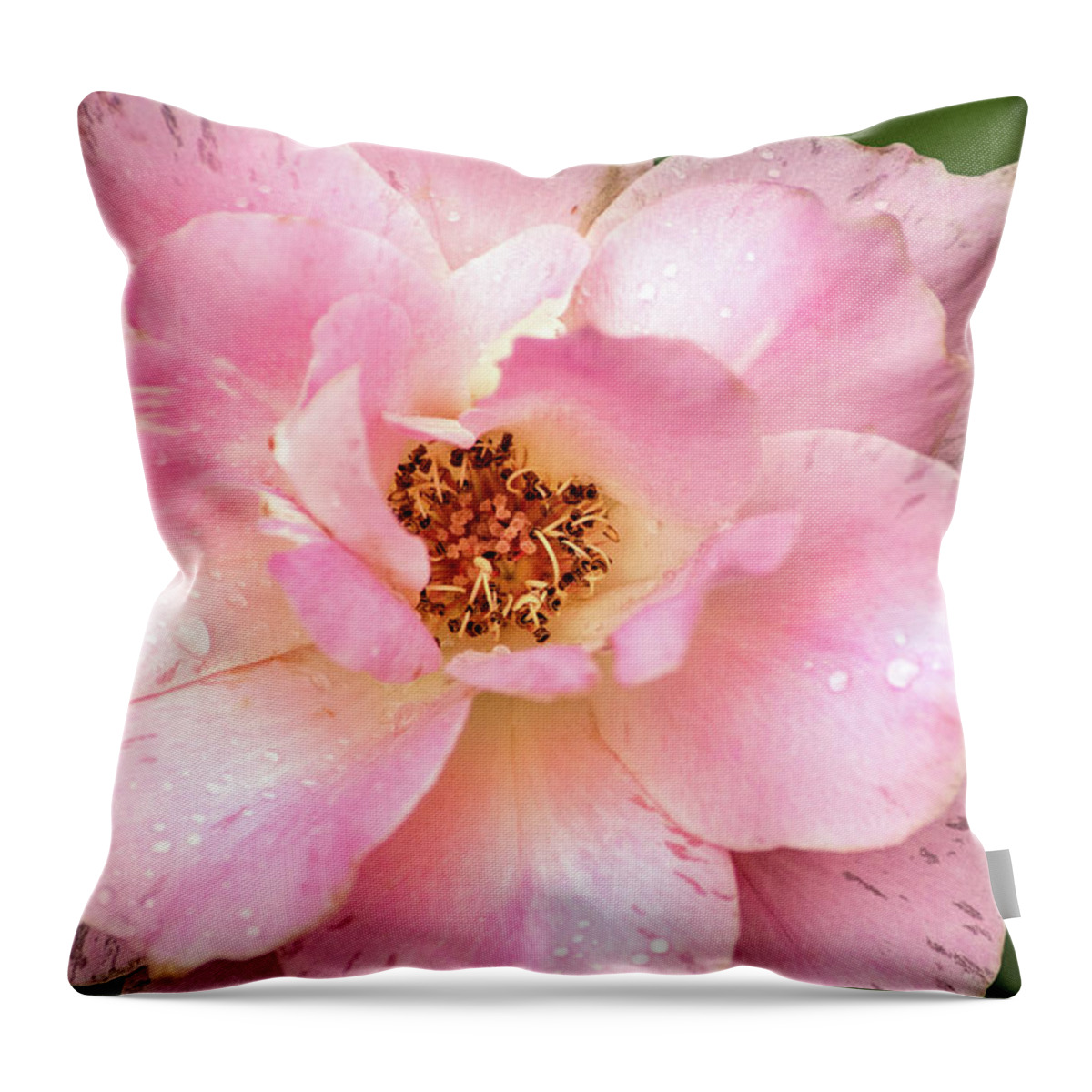 Flower Throw Pillow featuring the photograph Maryland Pink Rose by Don Johnson