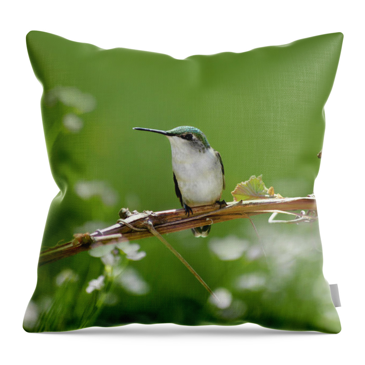Hummingbird Throw Pillow featuring the photograph Meadow Hummingbird by Christina Rollo