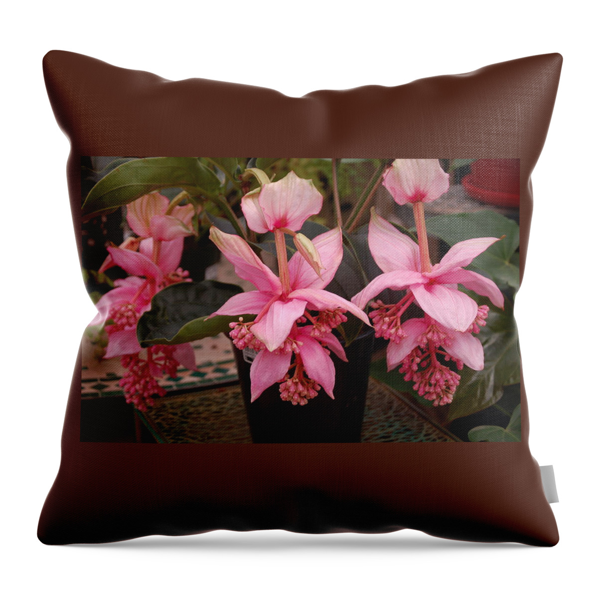 Flowers Throw Pillow featuring the photograph Medinilla Magnifica by Nancy Ayanna Wyatt