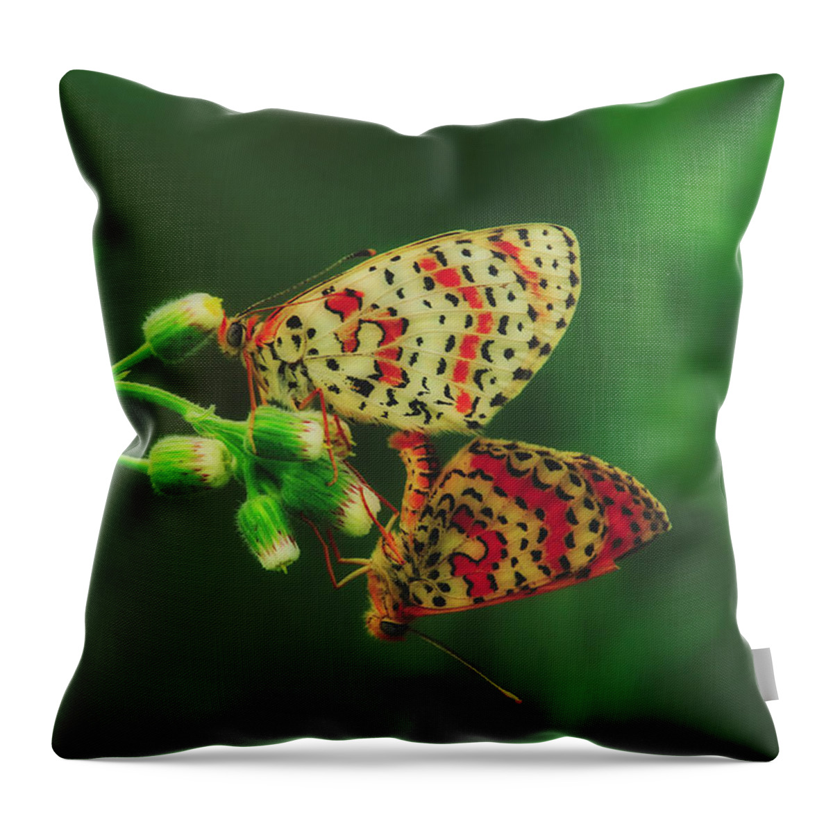 Melding Throw Pillow featuring the photograph Melding Beauty by Mountain Dreams