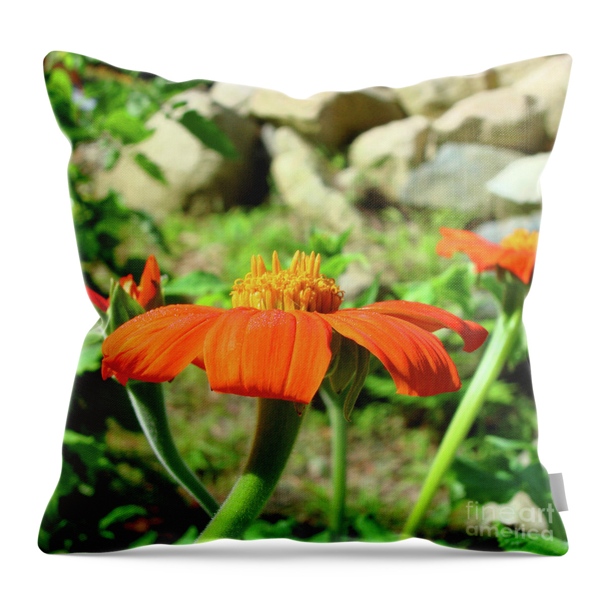 Mexican Sunflower Throw Pillow featuring the photograph Mexican Sunflower 20 by Amy E Fraser