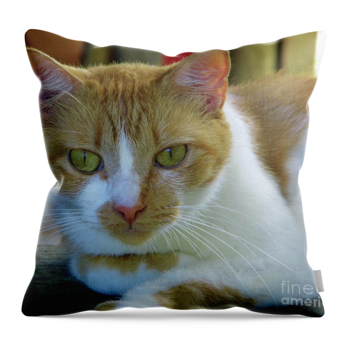 Cat Throw Pillow featuring the photograph Miss Kitty by D Hackett