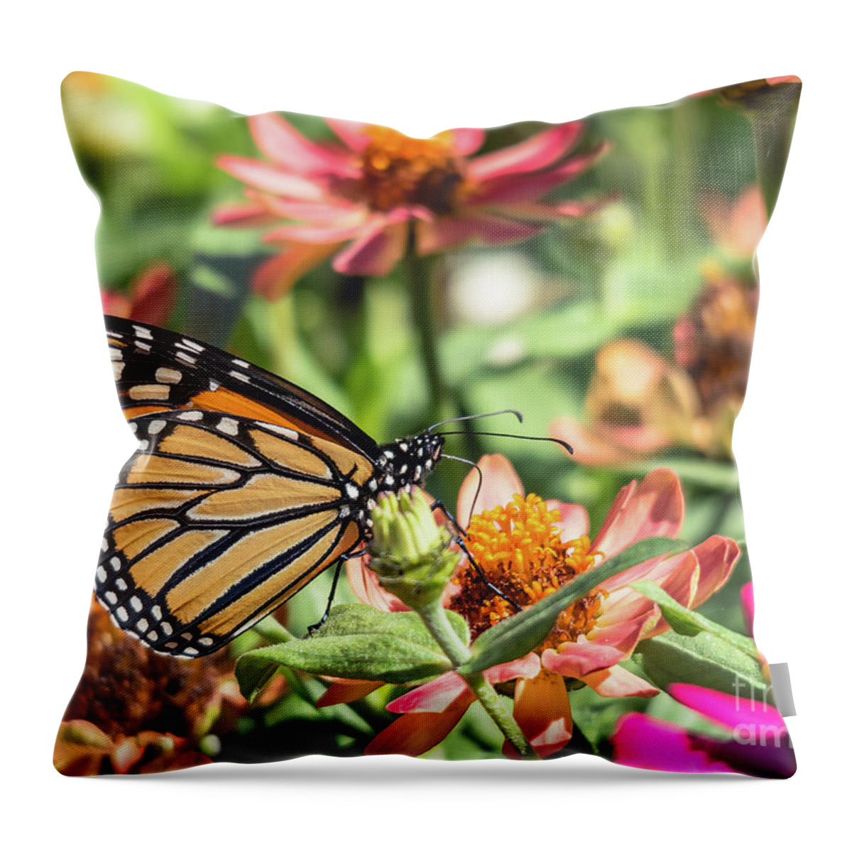 Cheryl Baxter Photography Throw Pillow featuring the photograph Monarch Butterfly by Cheryl Baxter
