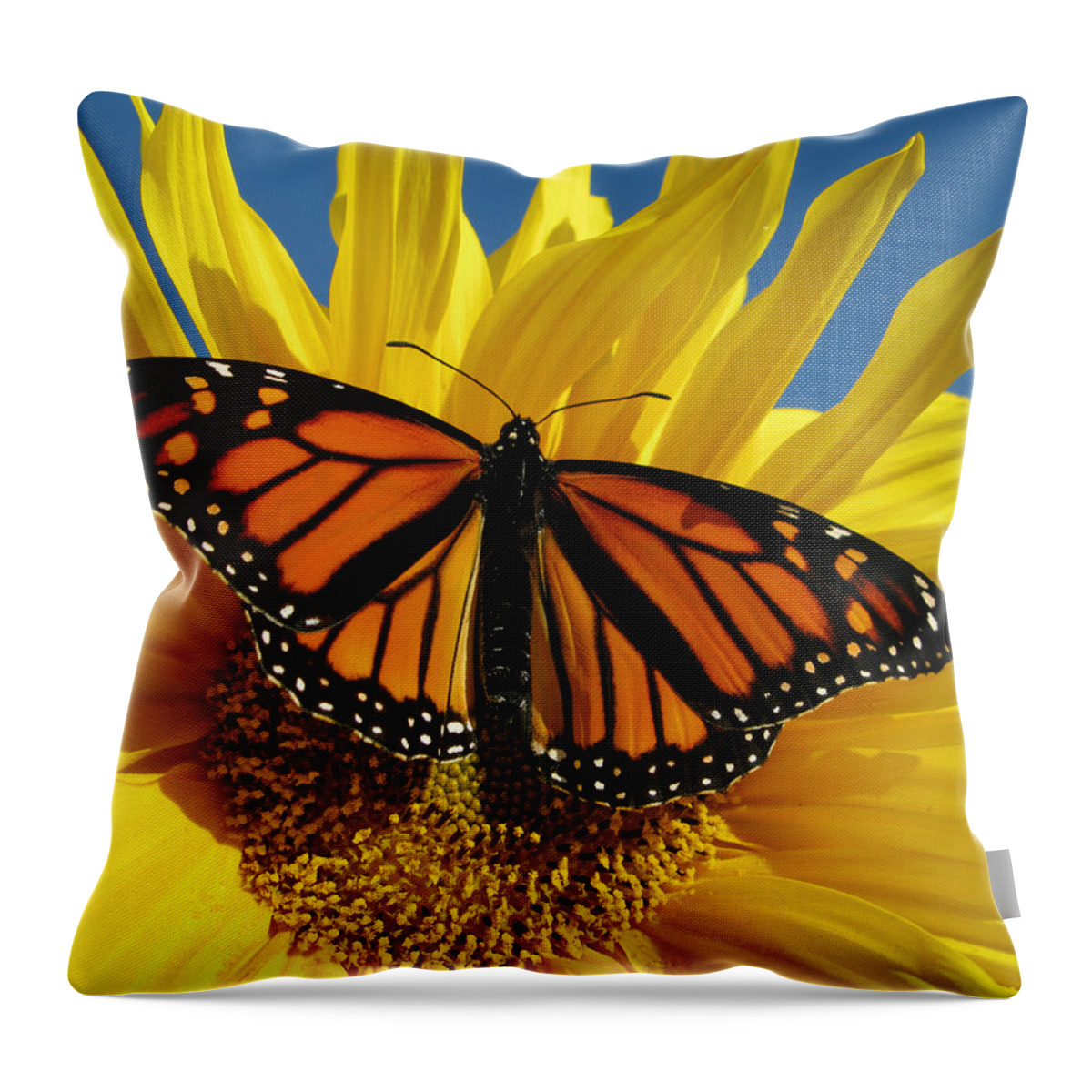 Insect Throw Pillow featuring the photograph Monarch Butterfly by Damon Bay