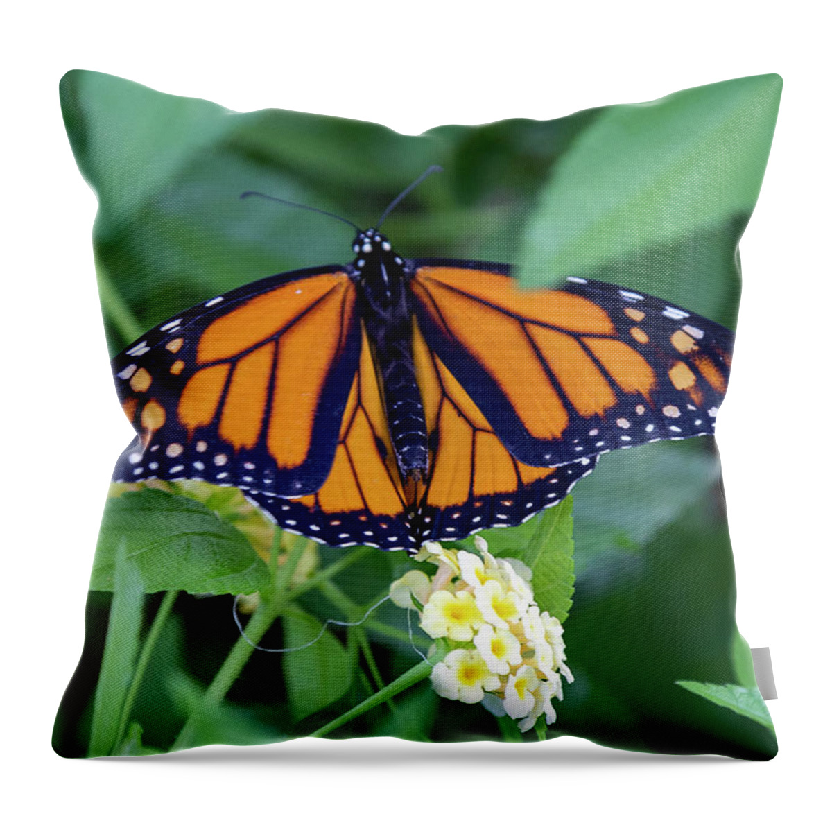 Monarch Throw Pillow featuring the photograph Monarch Butterfly by Patricia Schaefer
