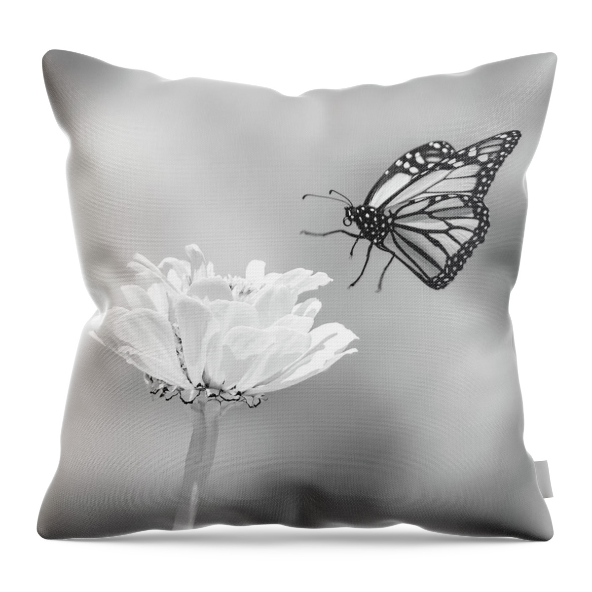 Ir Infra Red Infrared Monarch Landing Flying Flight Butterfly Butterflies Flower Flowers Floral Botany Botanical Outside Outdoors Nature Natural Insect Ma Mass Massachusetts U.s.a. Brian Hale Brianhalephoto Fine Art 720nm Throw Pillow featuring the photograph Monarch in Infrared 6 by Brian Hale