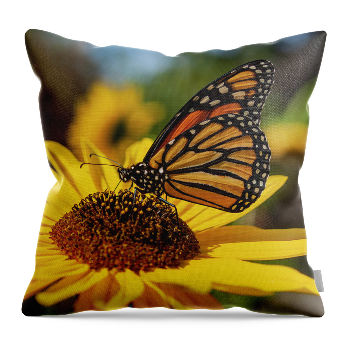 Monarch Butterfly Throw Pillow featuring the photograph Monarch On Sunflower 2019 by Thomas Young