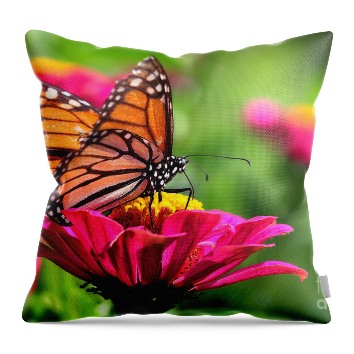 Pink Throw Pillow featuring the photograph Monarch Visiting Zinnia by Angela Rath