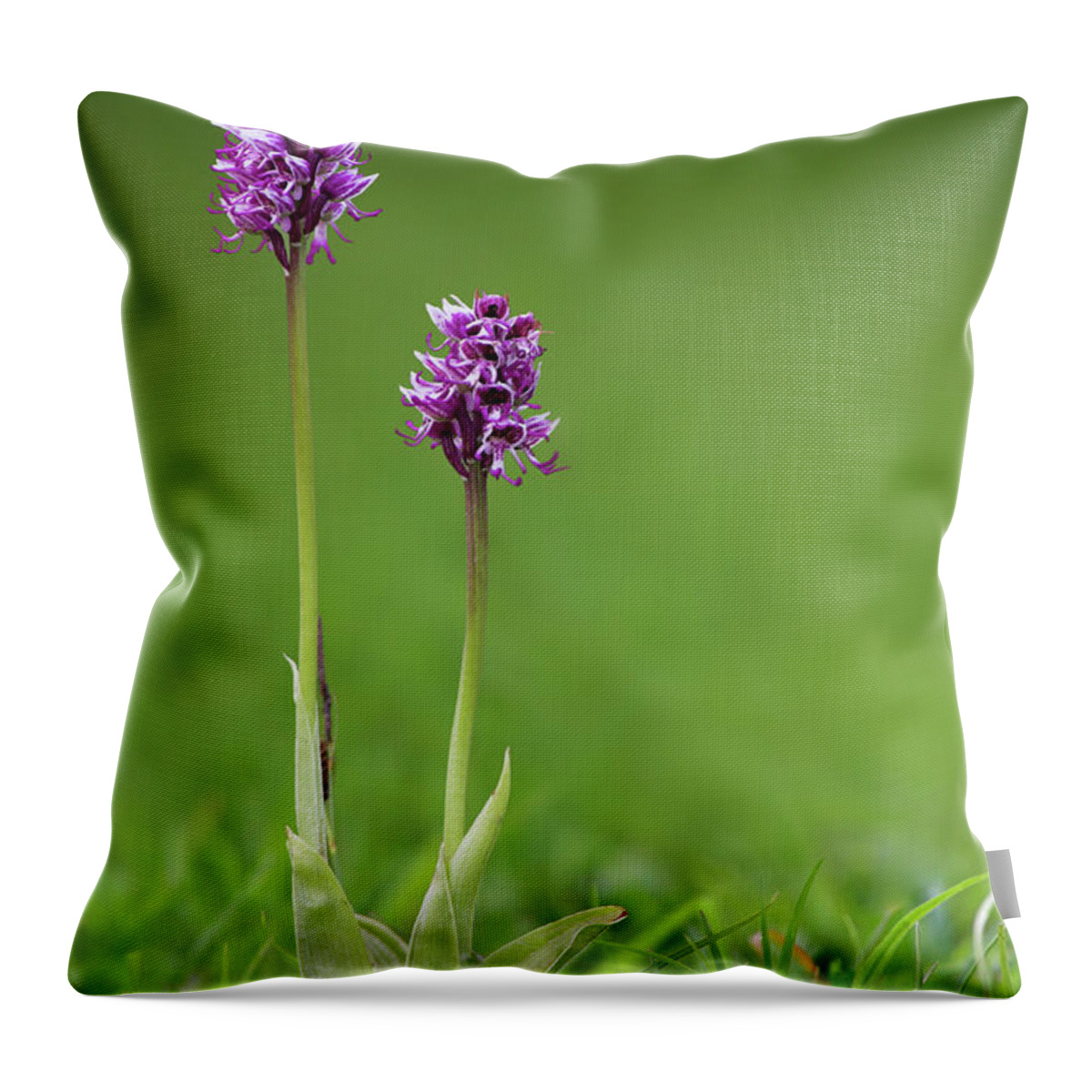 Grass Throw Pillow featuring the photograph Monkey Orchid Orchis Simia, Kent, Uk by David Clapp