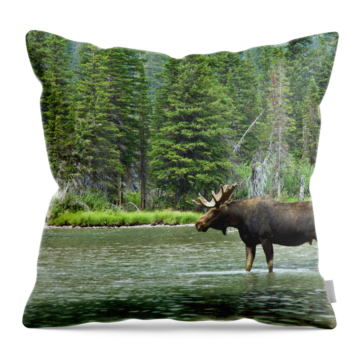 Non-urban Scene Throw Pillow featuring the photograph Moose Alces Alces, Montana, Usa by Mike Hill