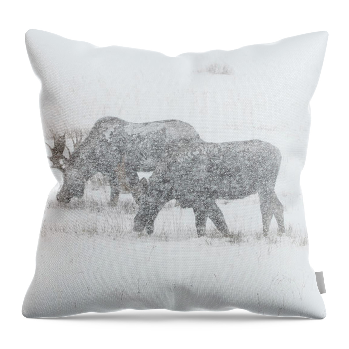 Moose Throw Pillow featuring the photograph Moose In A Snowstorm by Patrick Nowotny
