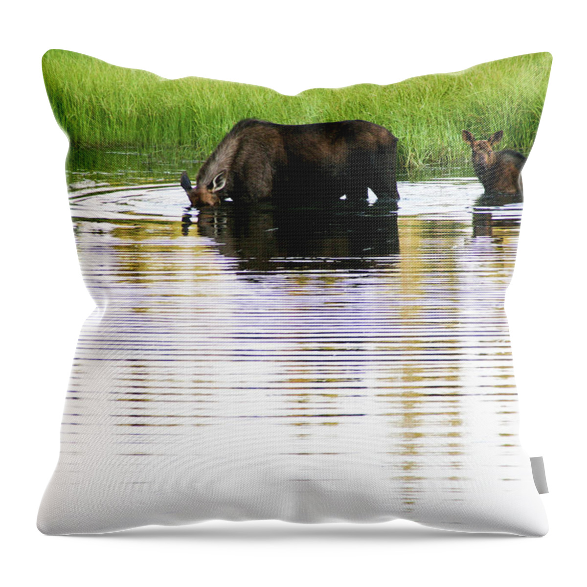Grass Throw Pillow featuring the photograph Moose In Lake by Universal Stopping Point Photography
