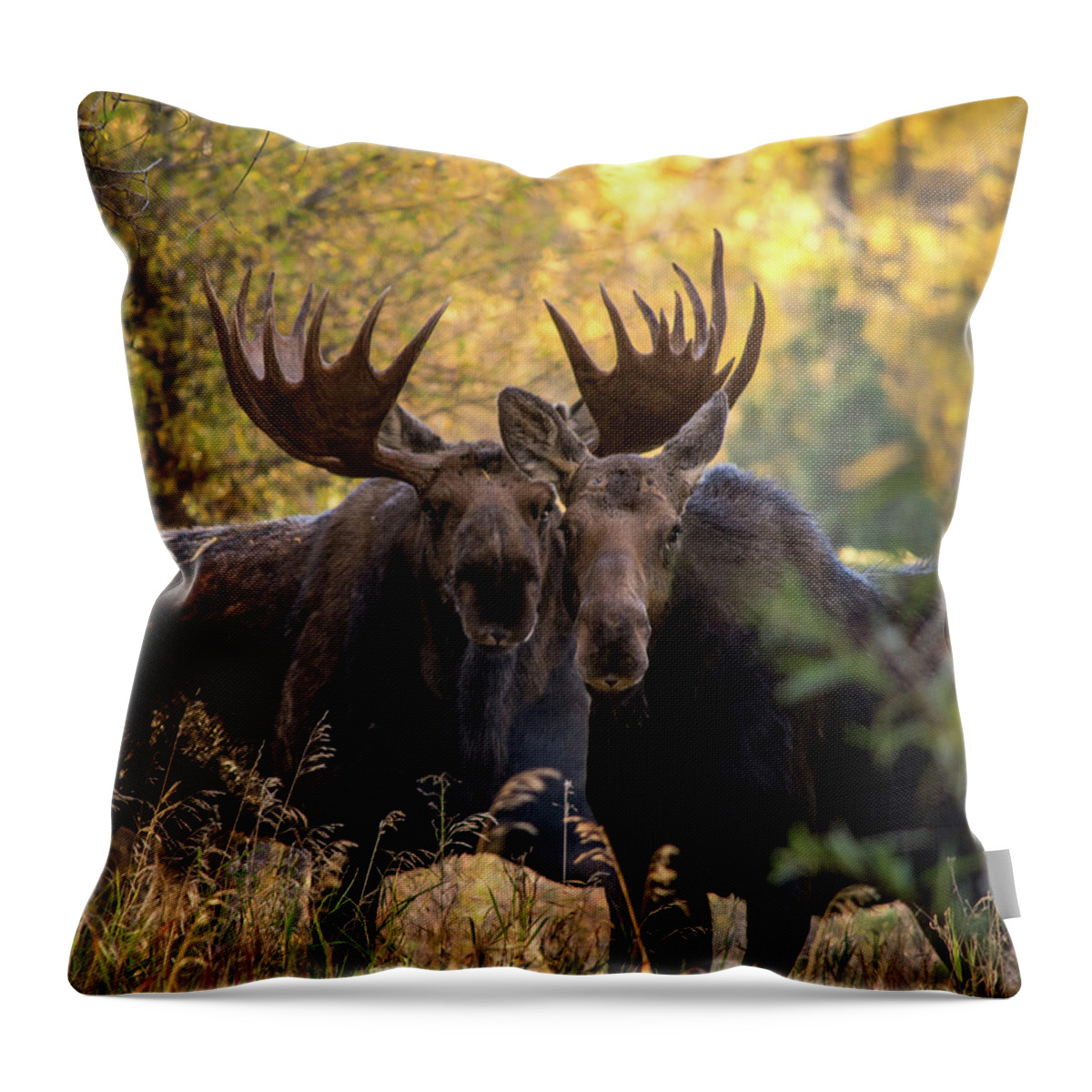 Wild Life Throw Pillow featuring the photograph Moose love by Mary Hone