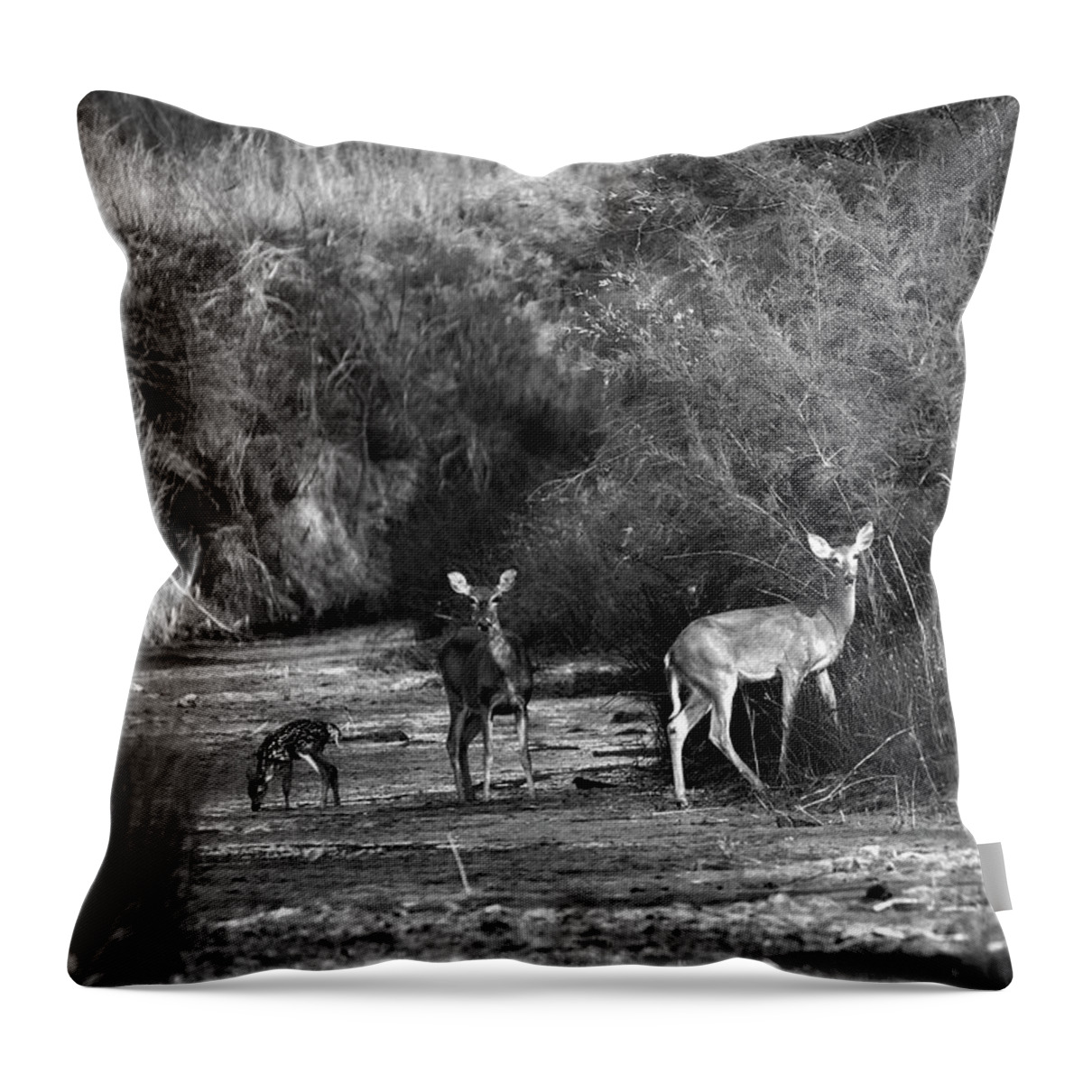 Richard E. Porter Throw Pillow featuring the photograph Morning Drink - Deer, Palo Duro Canyon State Park, Texas by Richard Porter