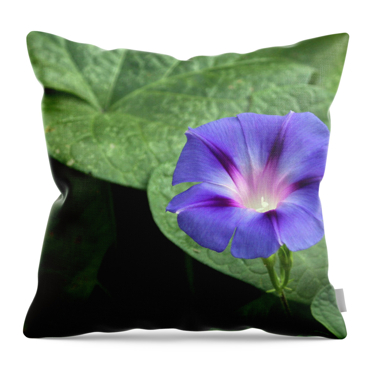 Single Throw Pillow featuring the photograph Morning Glory by Cathy Harper
