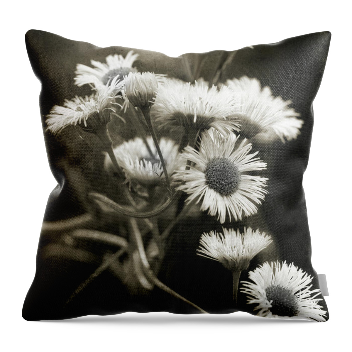 Philadelphia Fleabane Throw Pillow featuring the photograph Morning Vision 2 by Mike Eingle