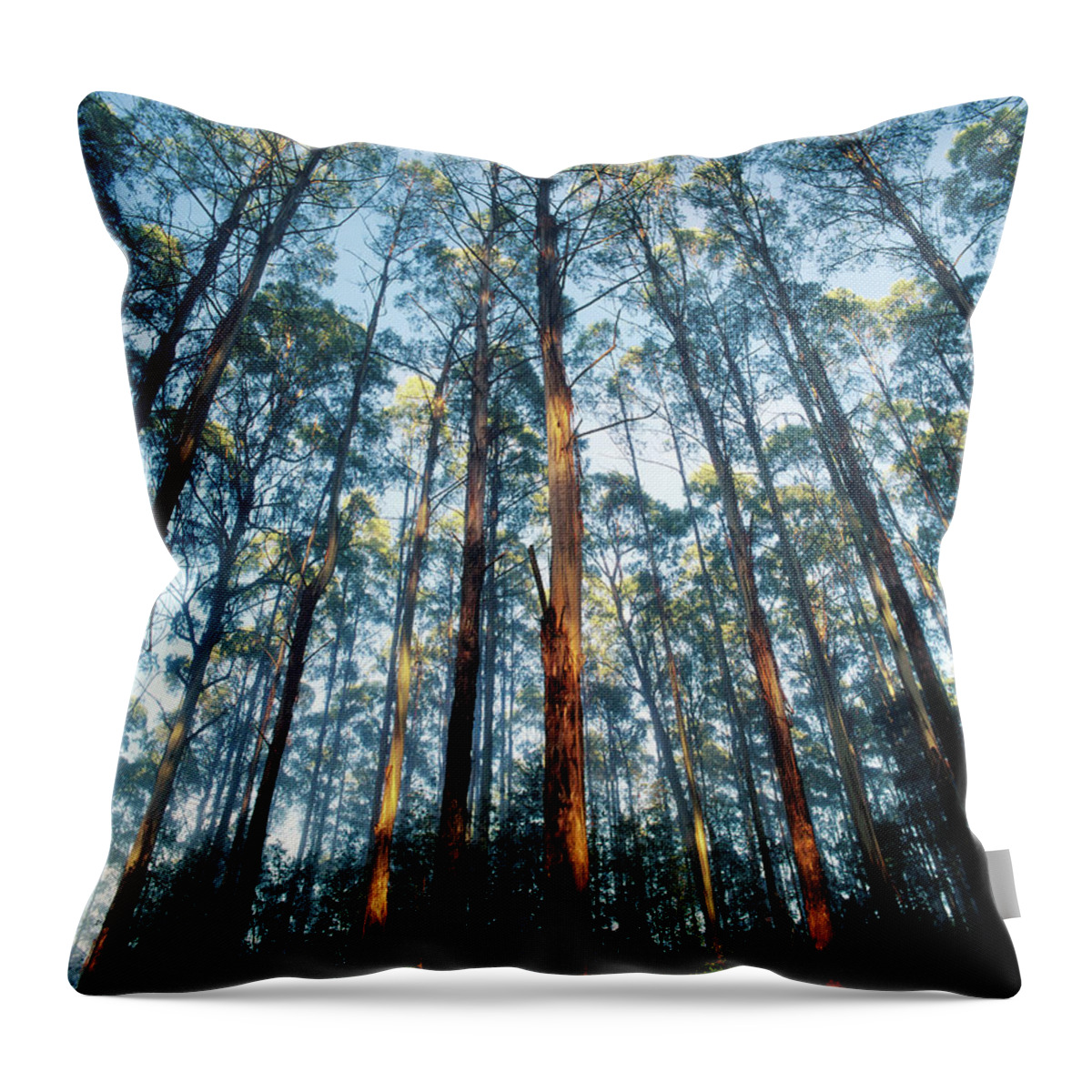 Shadow Throw Pillow featuring the photograph Mountain Ash Forest In Black Spur by Richard I'anson