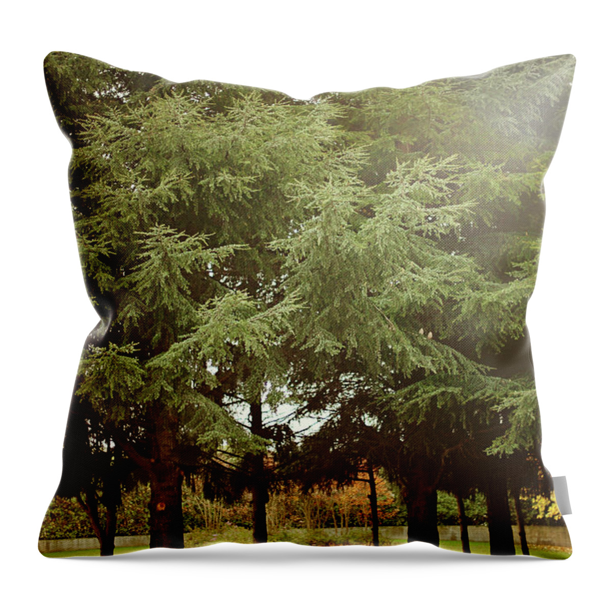 Tranquility Throw Pillow featuring the photograph Mountain Bench Amongst Spruce Trees by Les Hirondelles Photography