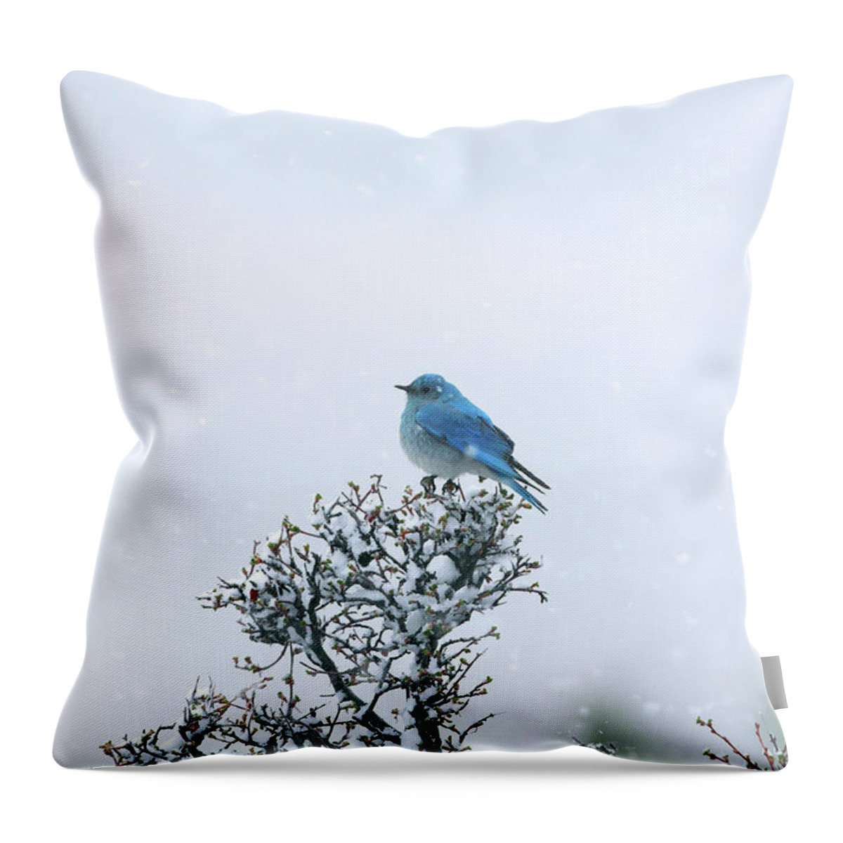 Snow Throw Pillow featuring the photograph Mountain Bluebird In Snow by Pat Gaines