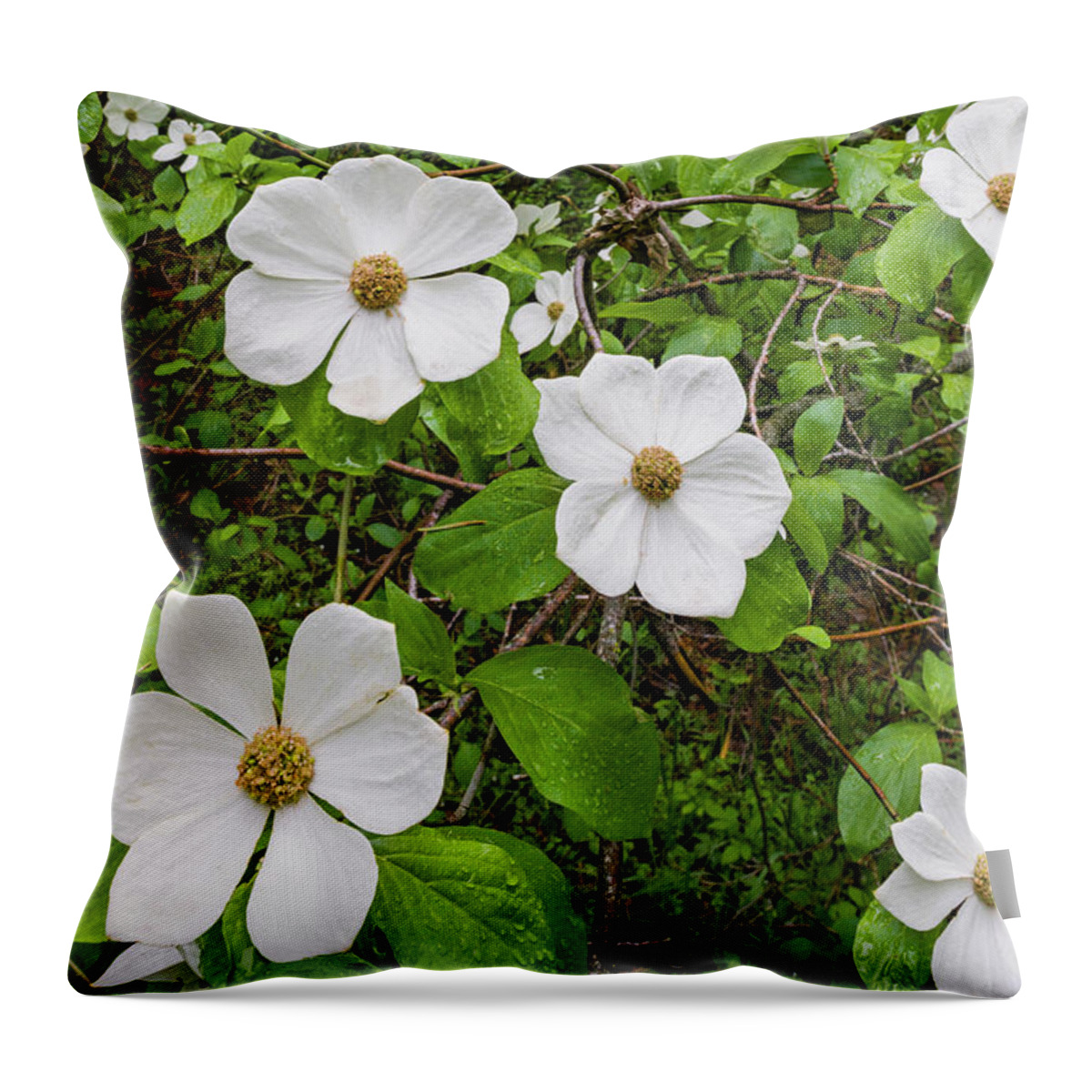 Jeff Foott Throw Pillow featuring the photograph Mountain Dogwood Flowers by Jeff Foott
