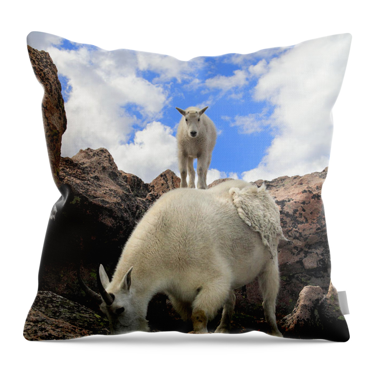 Animals In The Wild Throw Pillow featuring the photograph Mountain Goats Oreamnos Americanus by John Kieffer