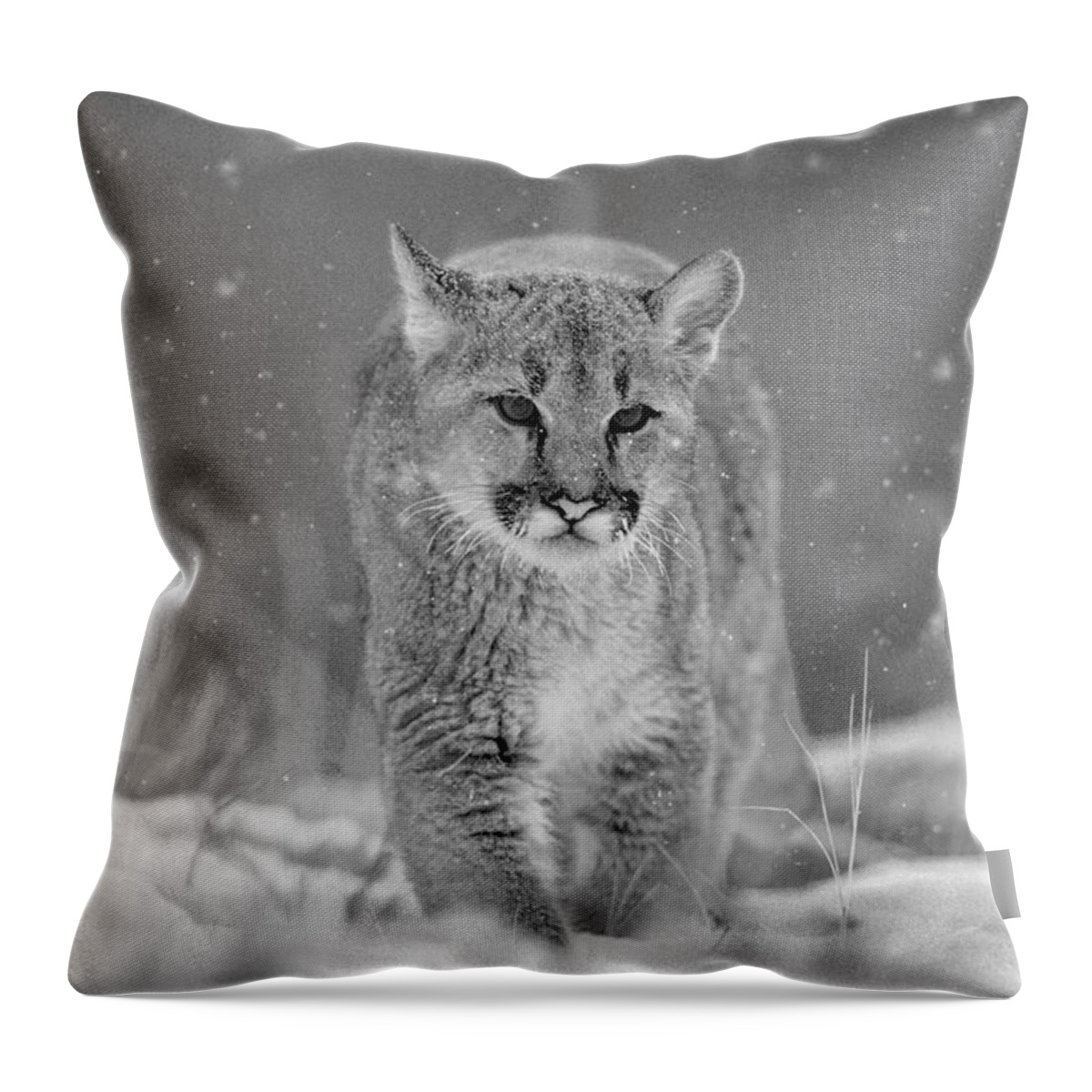 Disk1215 Throw Pillow featuring the photograph Mountain Lion Cub In Snow by Tim Fitzharris