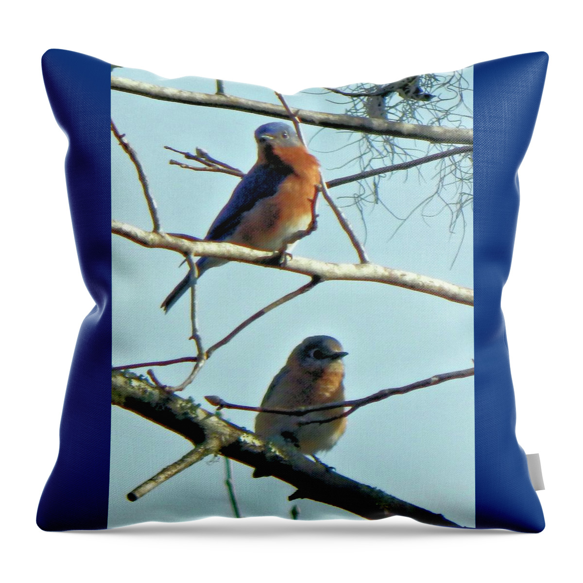 Birds Throw Pillow featuring the photograph Mr. and Mrs. Bluebird by Karen Stansberry