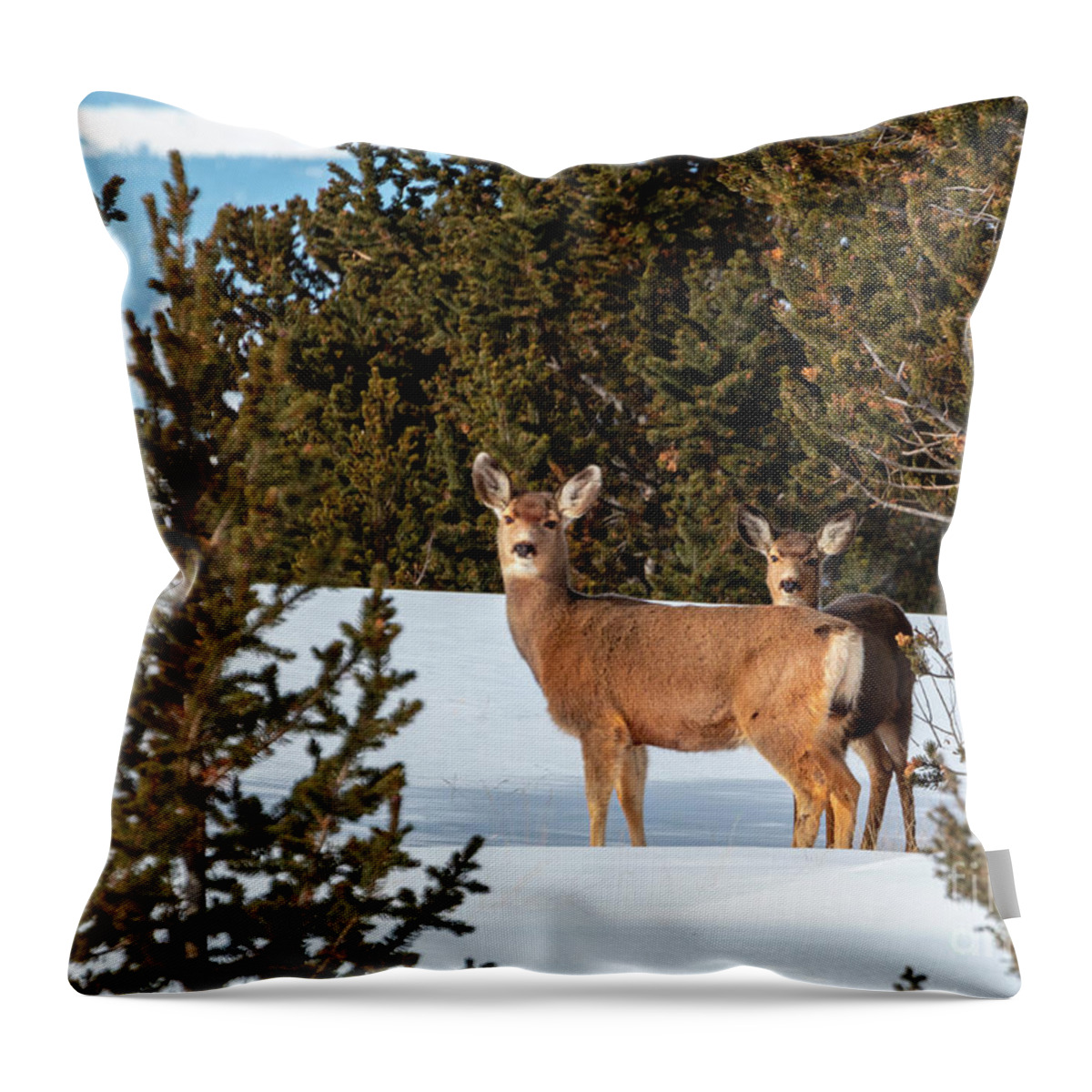 Deer Throw Pillow featuring the photograph Mule Deer Herd in Deep Snow by Steven Krull