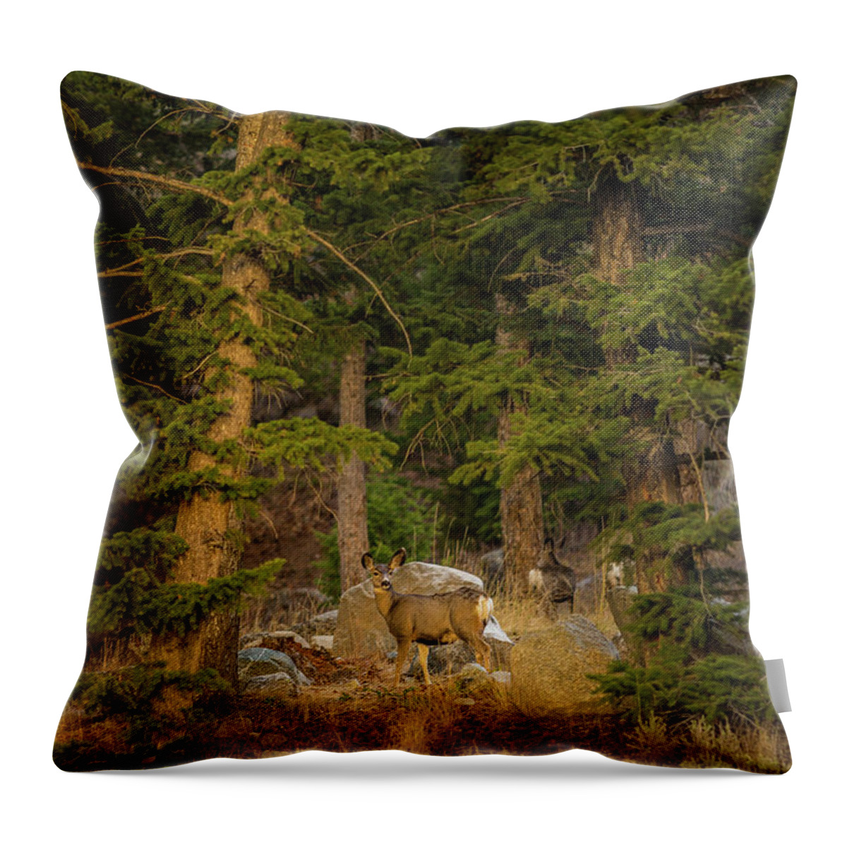 Mule Deer Throw Pillow featuring the photograph Mule deer, Freemont Lake, Wyoming by Julieta Belmont