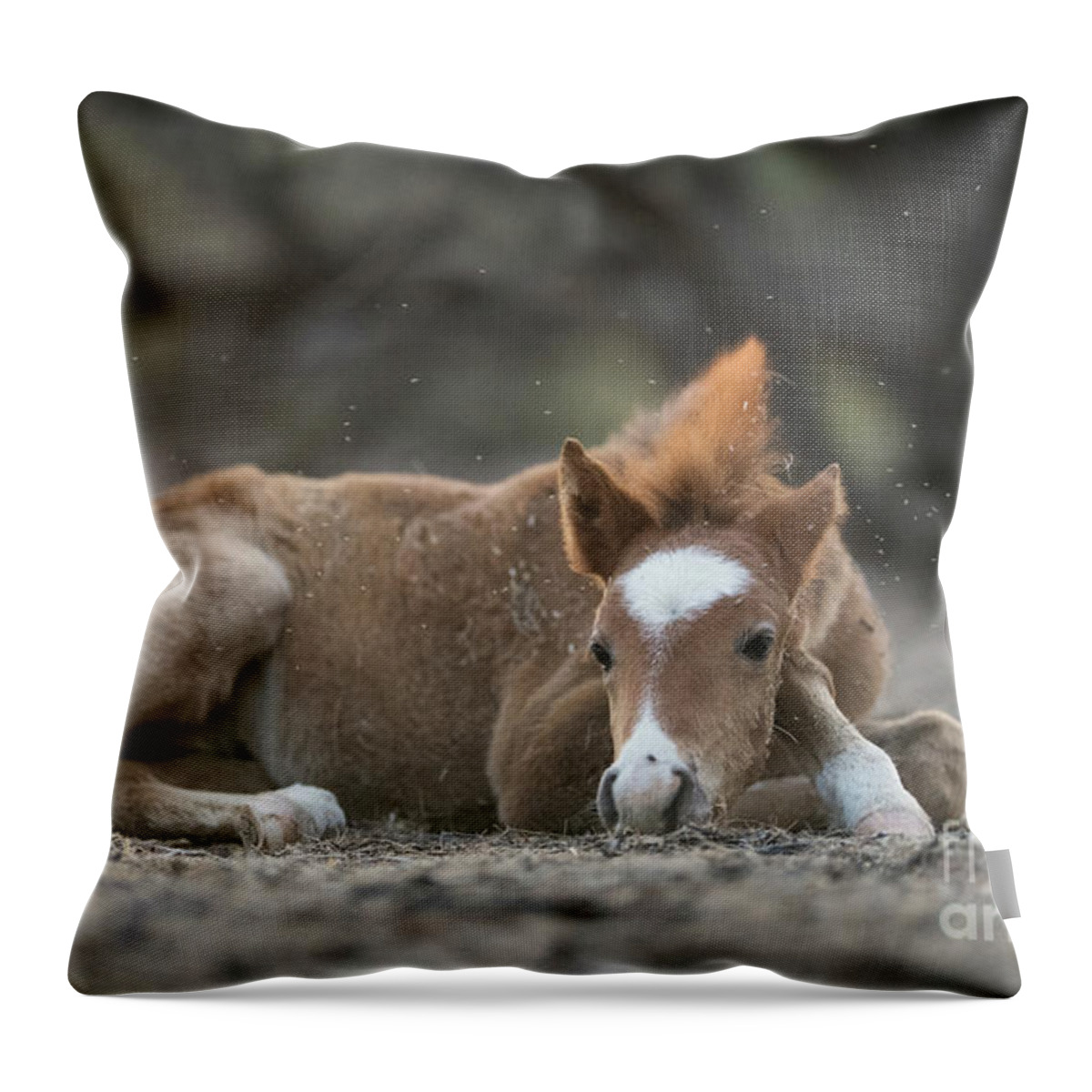 Cute Throw Pillow featuring the photograph Nap Time by Shannon Hastings