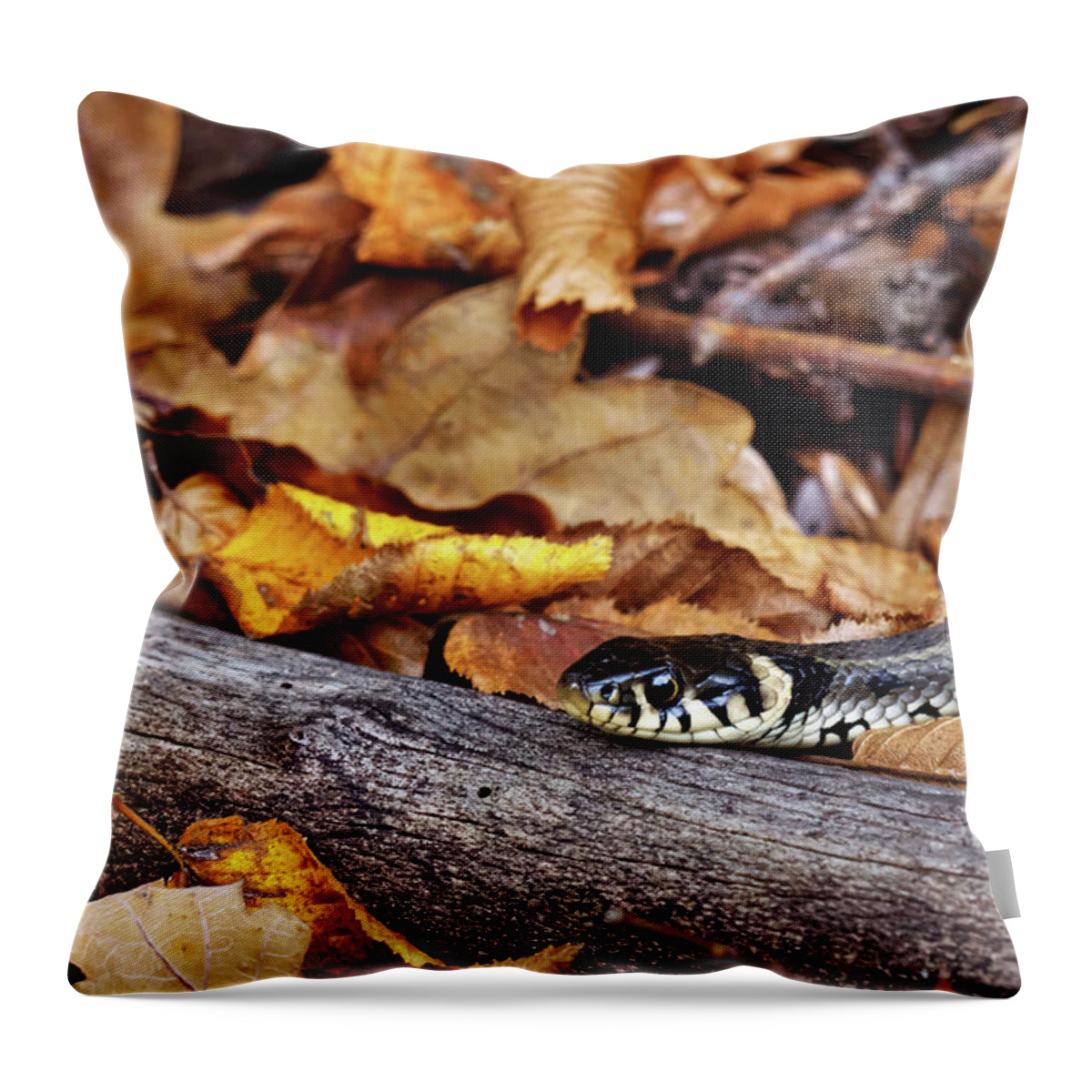 Snake Throw Pillow featuring the photograph Natrix natrix by Ivan Slosar