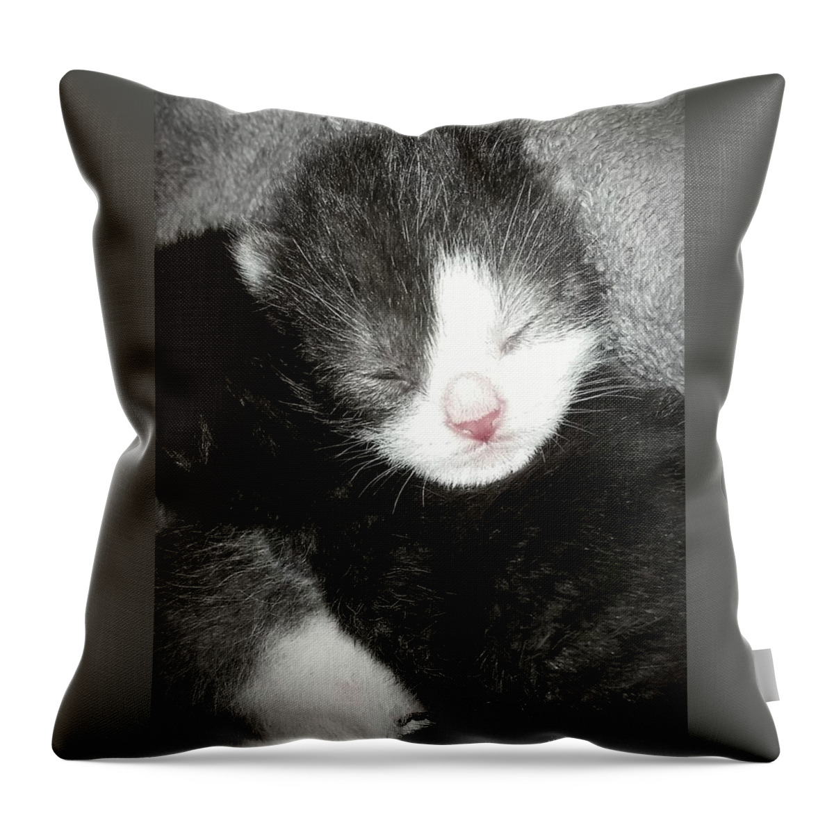 Kitten Throw Pillow featuring the photograph Newborn Kittens Cuddle by Ally White
