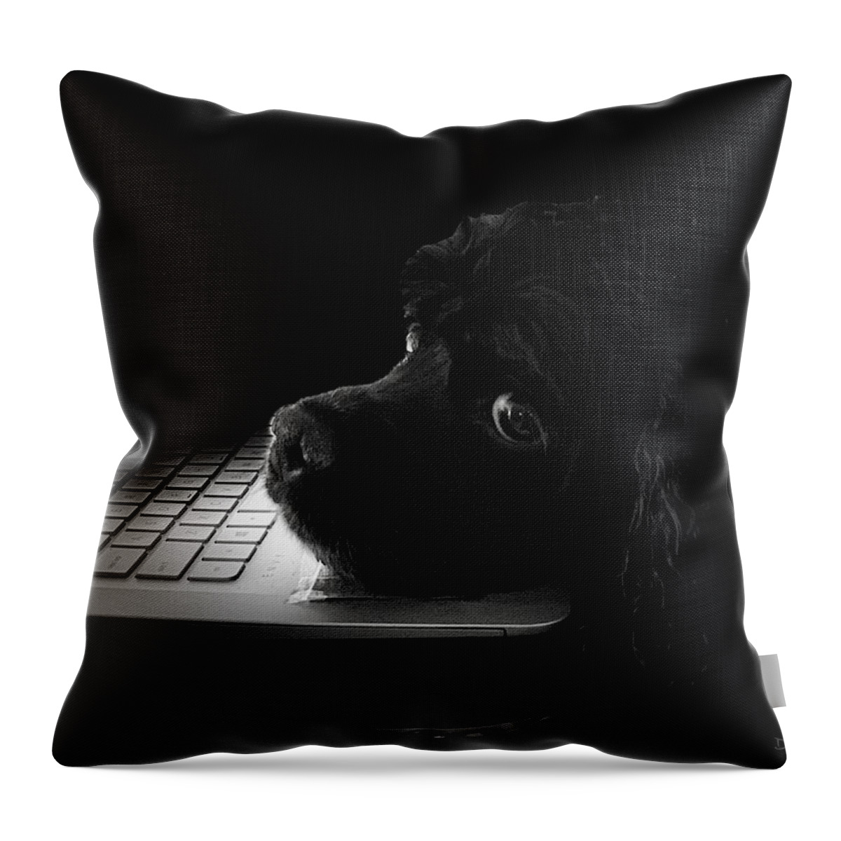 Dog Throw Pillow featuring the photograph Night School by Diane Lindon Coy