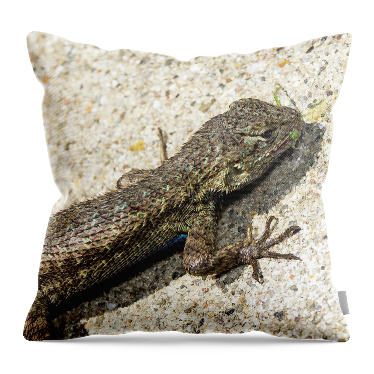 Blue Throw Pillow featuring the photograph Nom nom nom by Shawn Jeffries