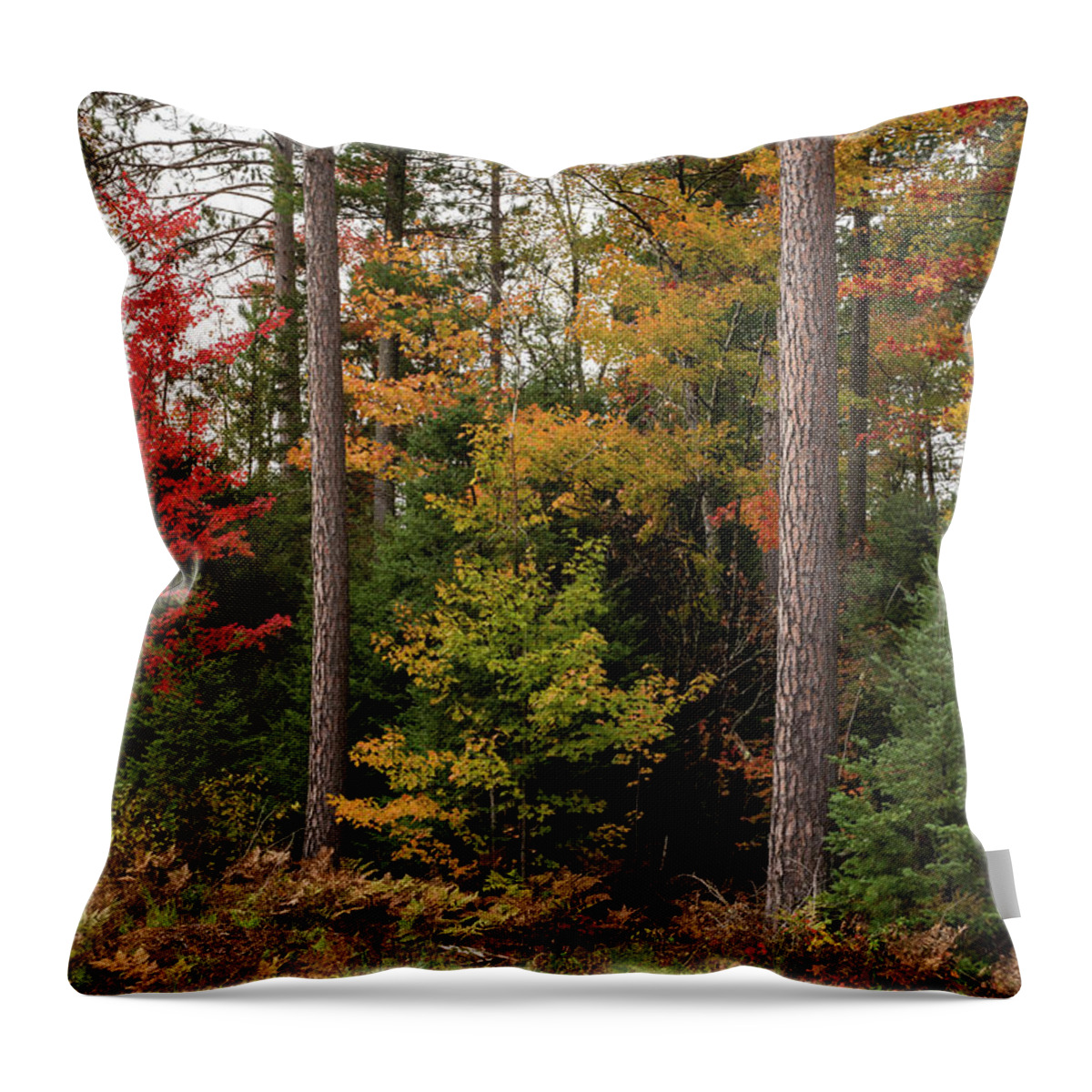 Tree Throw Pillow featuring the photograph Northern Colors by Jody Partin