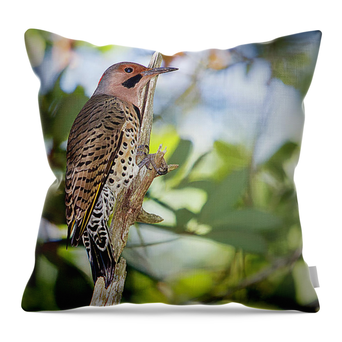 Northern Flicker Throw Pillow featuring the photograph Northern Flicker by Bob Decker