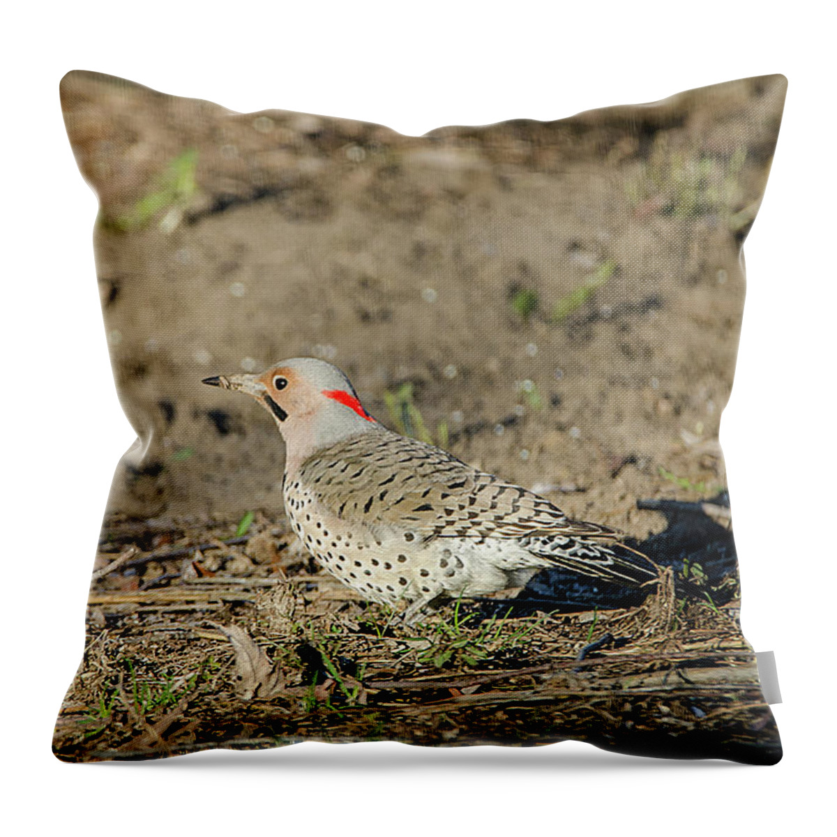 Northern Flicker Throw Pillow featuring the photograph Northern Flicker by Susan McMenamin